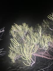Grasby's Wattle (Acacia grasbyi)