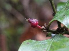 Toropapa (Alseuosmia macrophylla)