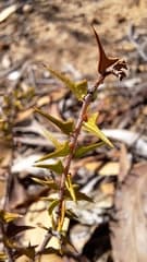 Wallaby Grass (Acacia gunnii)