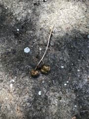 Valvate kiwi (Actinidia valvata)