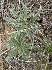 Geranium stepporum (Geranium stepporum)