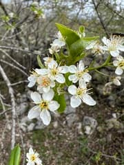 Mahaleb Cherry (Cerasus mahaleb)