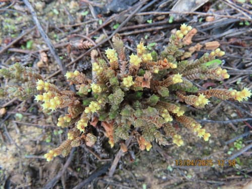Princess Pine (Crassula lycopodioides)