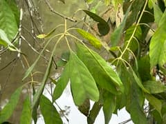 Chinese evergreen oak (Quercus pachyloma)