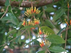 False Aralia (Amylotheca)