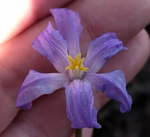 Glory Of The Snow (Chionodoxa luciliae)