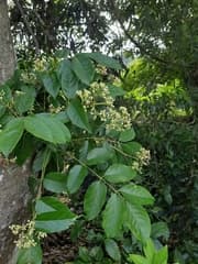 African walnut (Heynea trijuga)