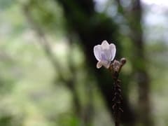 Jewel Orchid (Didymoplexiella)