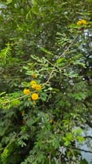 Gum Arabic Tree (Vachellia nilotica)
