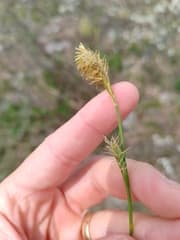 Micheli's sedge (Carex michelii)