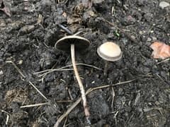 Panaeolus cinctulus (Panaeolus cinctulus)