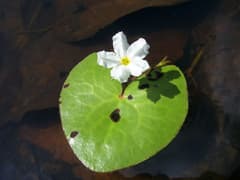 Water Snowflake (Nymphoides hydrophylla)