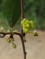Yellow Alphonsea (Alphonsea lutea)
