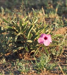 Desert Rose (Adenium swazicum)