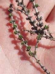 Prayer Plant (Ambraria)