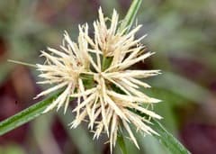 Hemispheric Flatsedge (Cyperus hemisphaericus)