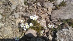 Chickweed (Cerastium trigynum)