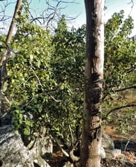 Zamia (Vitellariopsis)
