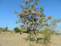 African Blackwood (Dalbergiella)