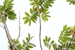 Mountain Rose (Brunellia comocladifolia)