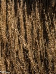 Red Threeawn (Aristida rufescens)