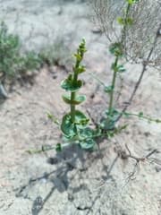 Sea Lavender (Limonium otolepis)