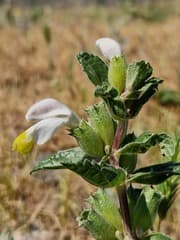 Labiate Phlomoides (Phlomoides labiosa)