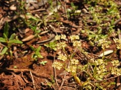 Lamb's Lettuce (Valerianella microcarpa)