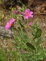 Crimson-flowered Cistus (Cistus crispus)
