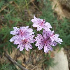 Tuberous Geranium (Geranium tuberosum)