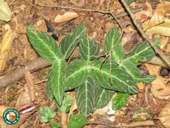 Parrot Plant (Chamaeranthemum)