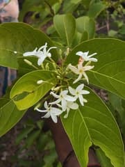 Common name:Scientific name: Elytoprus psubsecnesFamily:Native to:Description:Habitat:Uses: (Elytropus pubescens)