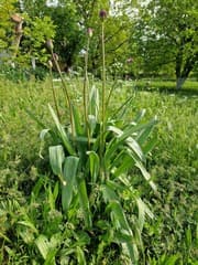 Tall onion (Allium altissimum)