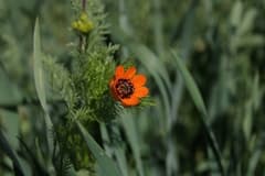 Summer Pheasant's Eye (Adonis aestivalis)