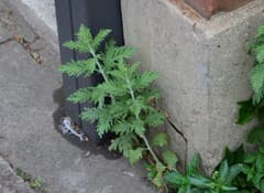 Russian sage (Salvia yangii)
