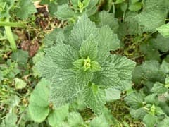 Black Horehound (Ballota nigra)