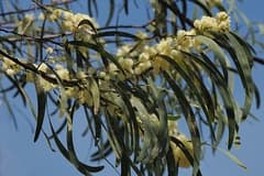 Acacia latescens (Acacia latescens)