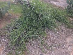 Adamant Creeper (Cissus quadrangularis)
