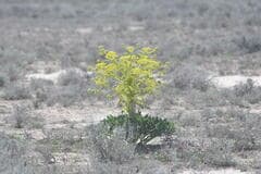 Stinking Fennel (Ferula foetida)