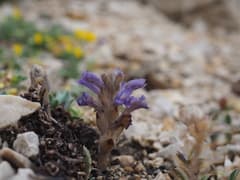 Camphorweed (Camphorosma)