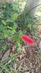 Bottlebrush Acalypha (Acalypha pendula)