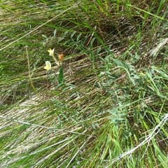Giant Vining Macrotropis (Macrotropis)