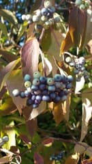 Grains of Paradise (Amomum)