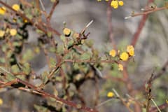 Cluster Wattle (Acacia botrydion)