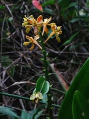 Epidendrum variegatum (Epidendrum variegatum)