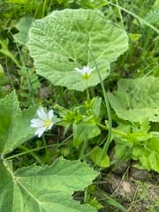 Mouse-ear chickweed (Cerastium holosteum)
