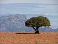 Bush guarri (Euclea)