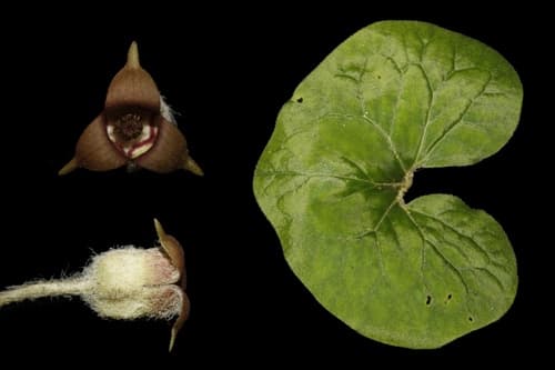 Wild Ginger (Asarum canadense)