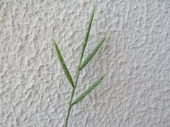 Stiffstalk False Brome (Brachypodium distachyon)
