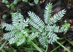 East African Albizia (Albizia gummifera)